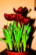 19800101_JM4944_mod_web.jpg