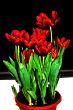 19800101_JM4947_mod-se_web.jpg