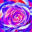 280125684599_IMG_4725_Rose_40x40cm_blau_rot_web.jpg